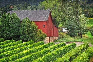 Johnson Estate 1920s barn vineyards Amanda Bracy